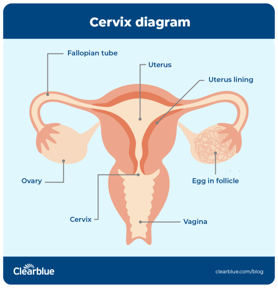cervix 