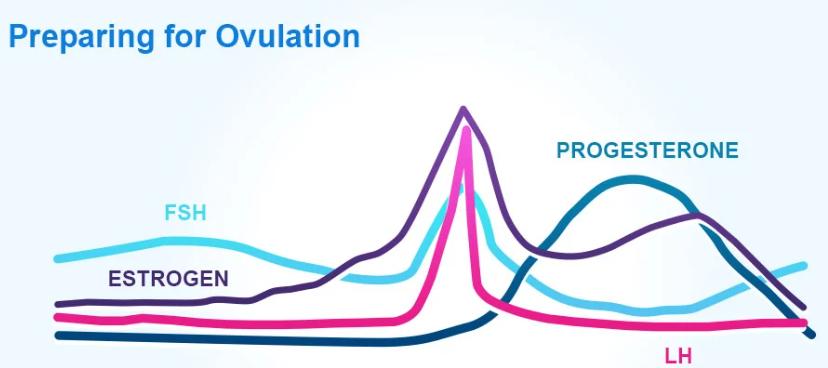 Fertility and ovulation