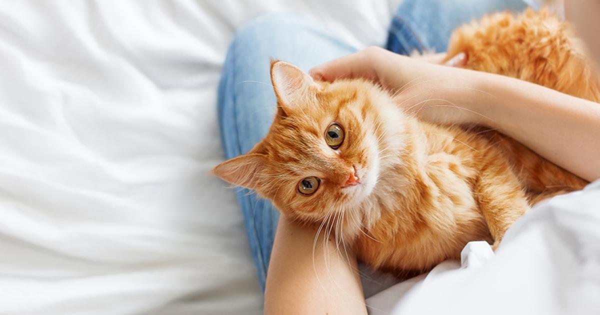 Can cats sense pregnancy? Feline myths and facts — Clearblue®