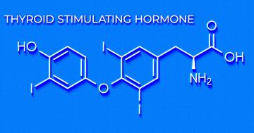 What is TSH, the thyroid stimulating hormone?
