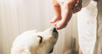 How to introduce dogs and babies