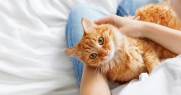 Can cats sense pregnancy? Feline myths and facts