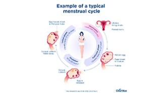 typical_menstrual_cycle
