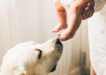 How to introduce dogs and babies