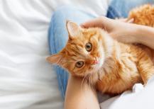 Can cats sense pregnancy? Feline myths and facts