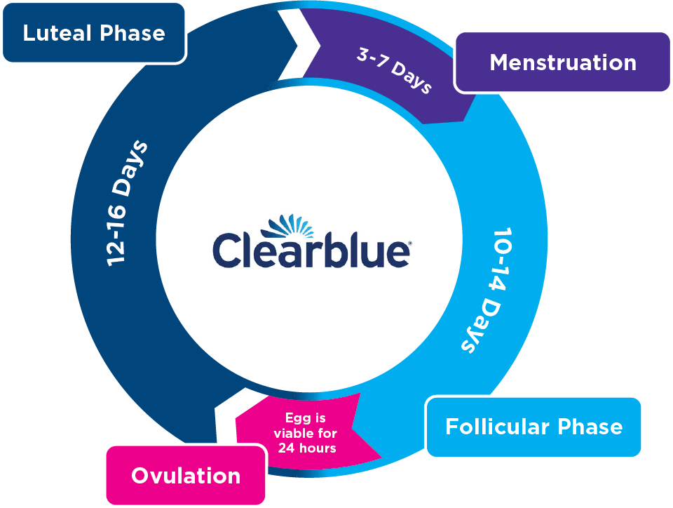 https://www.clearblue.com/sites/default/files/wysiwyg/Clear-blue-phase-chart.png