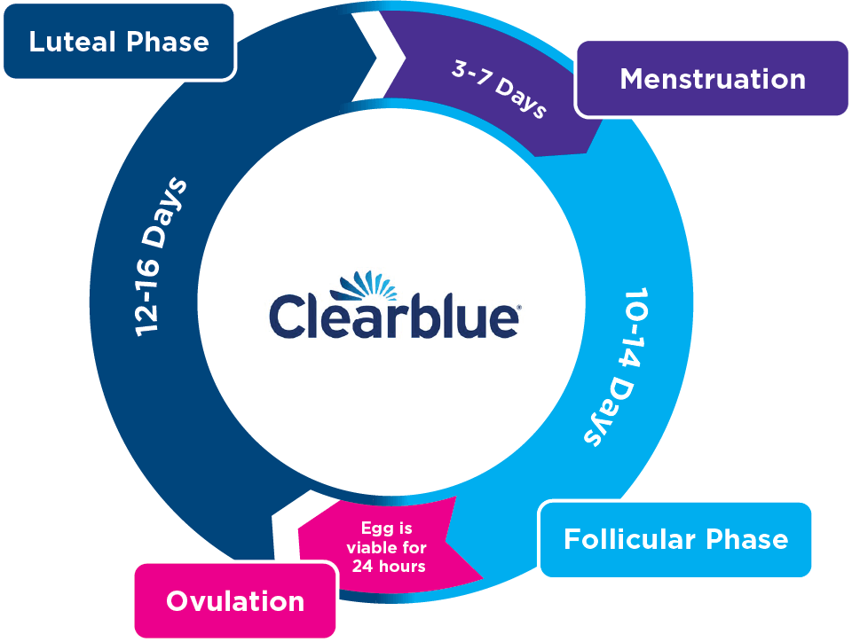 Understanding your menstrual cycle