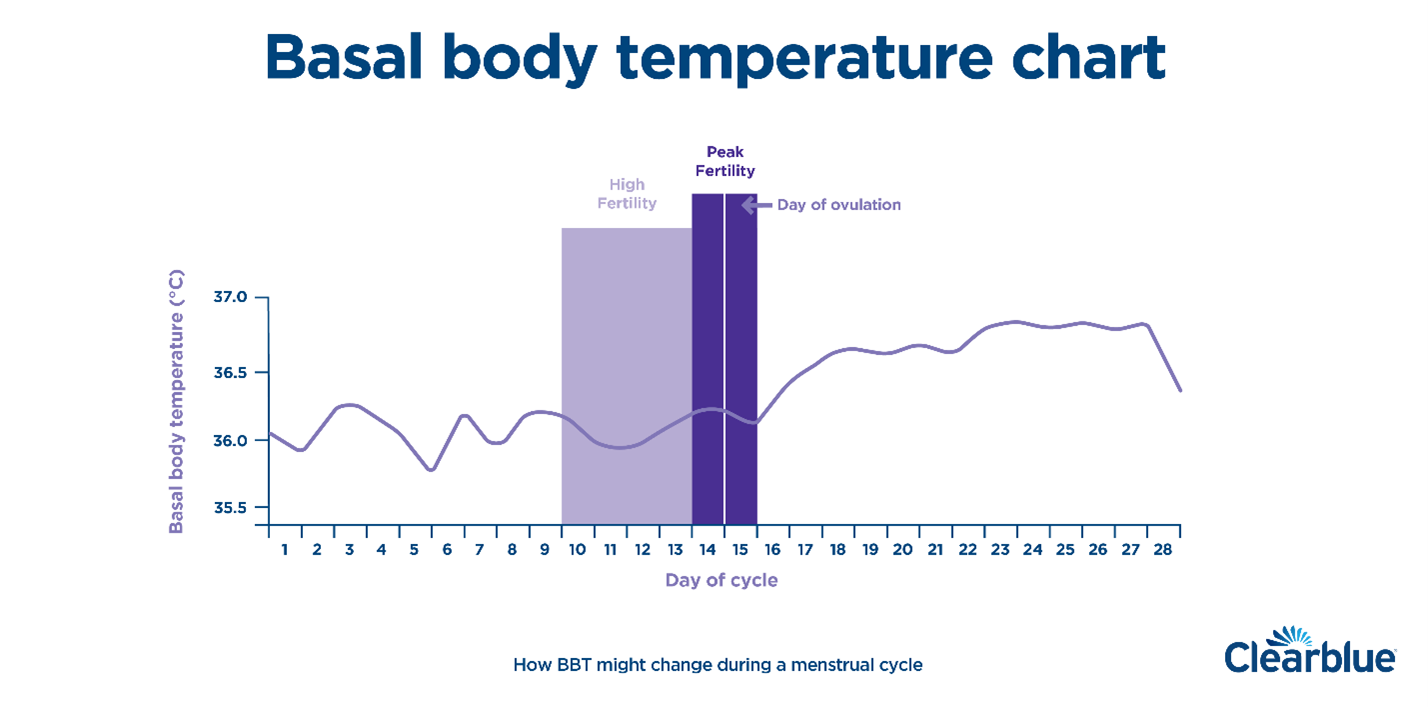 Basal body temperature: Definition and charts - Clearblue