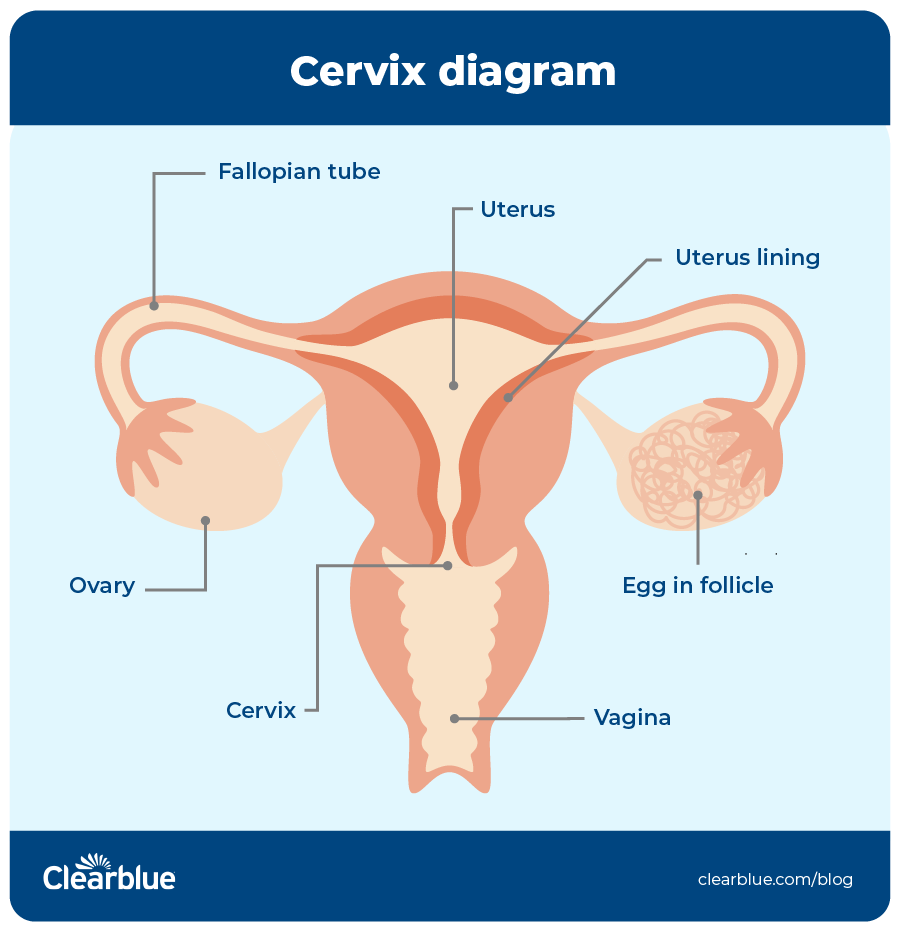 cervix diagram