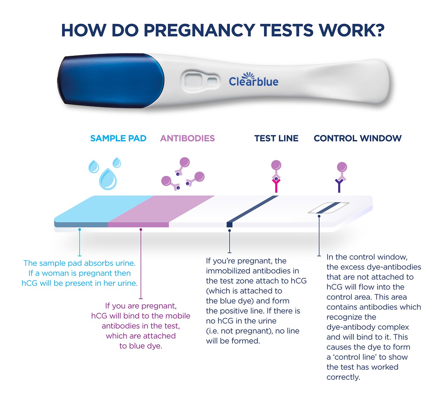 A Clearblue digital pregnancy test accompanied by an illustration showing the cross section of the test to show how a pregnancy test works
