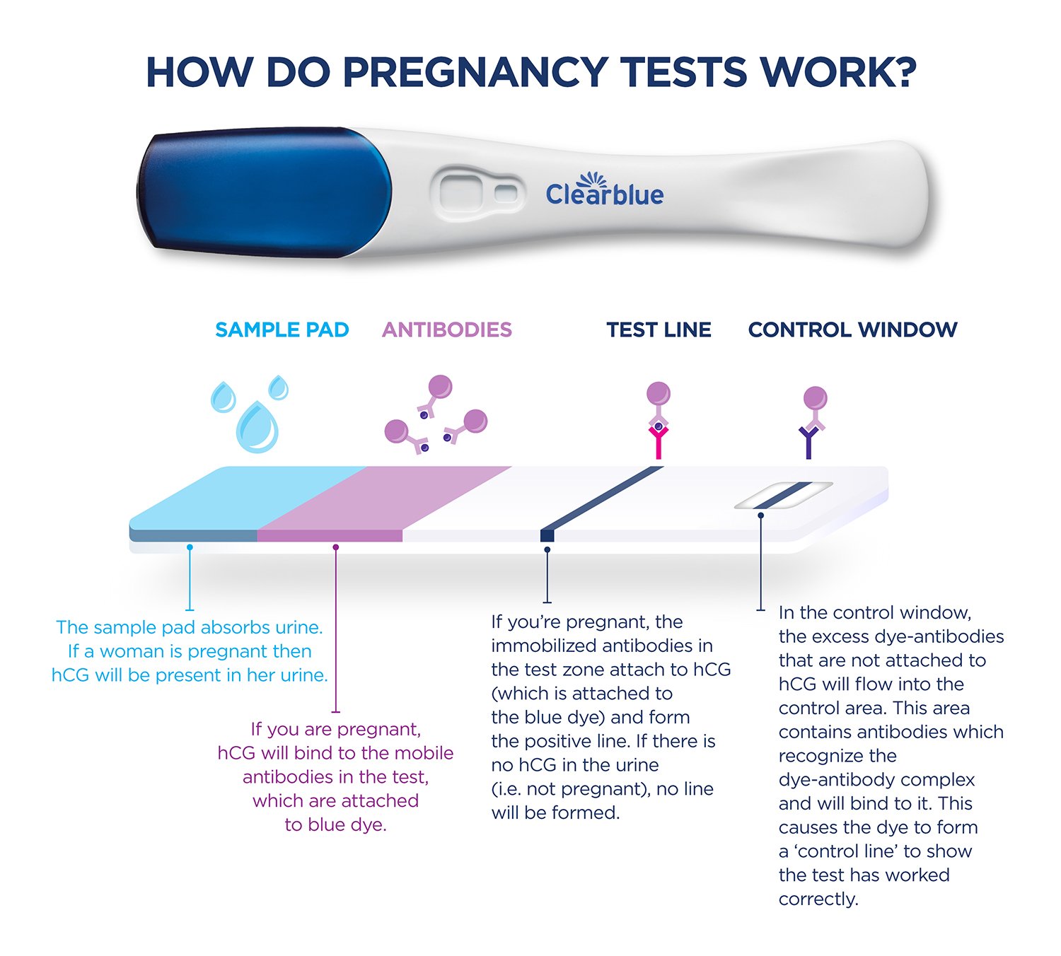 essay about pregnancy test