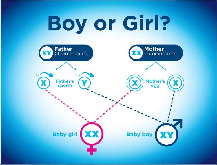 Ovulation Chart For Baby Boy