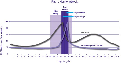 Ovulation Calendar Chart