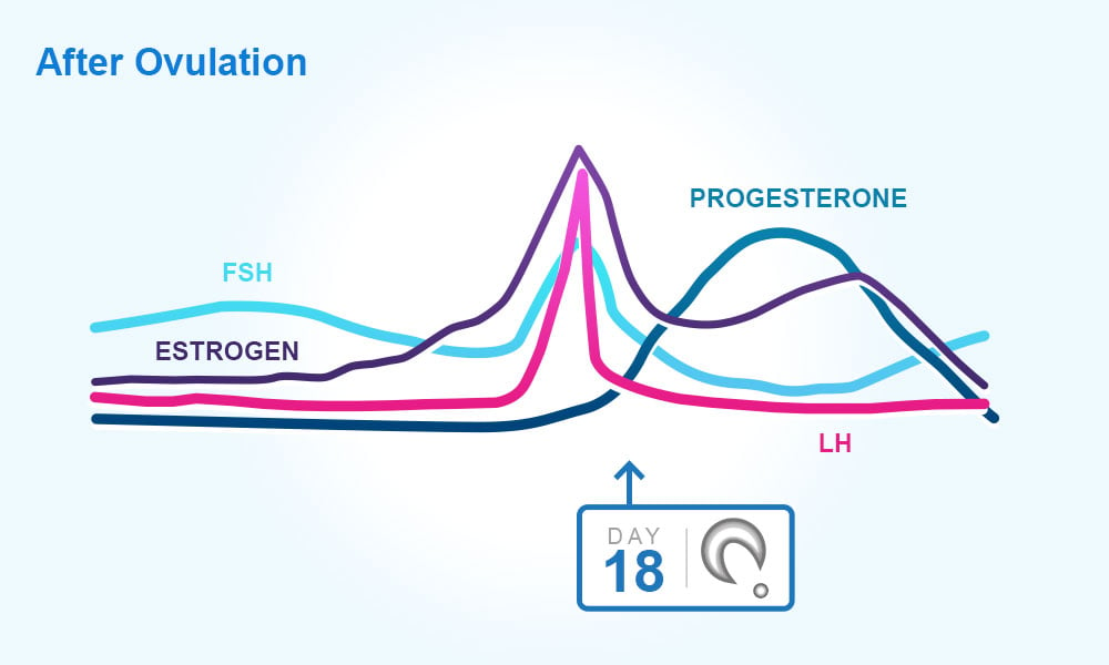 Menstrual cycle : after ovulation