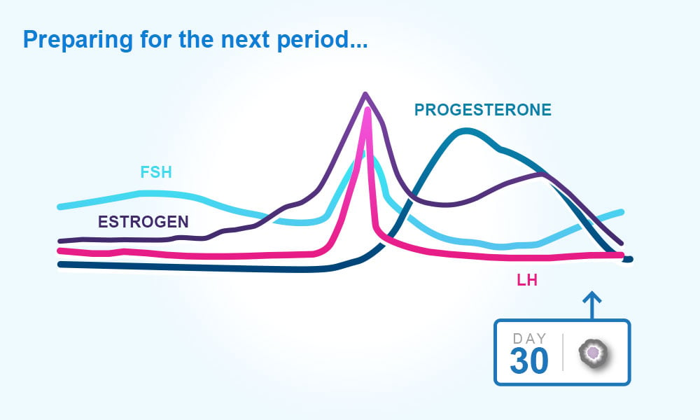 Menstrual cycle : preparing for the next period