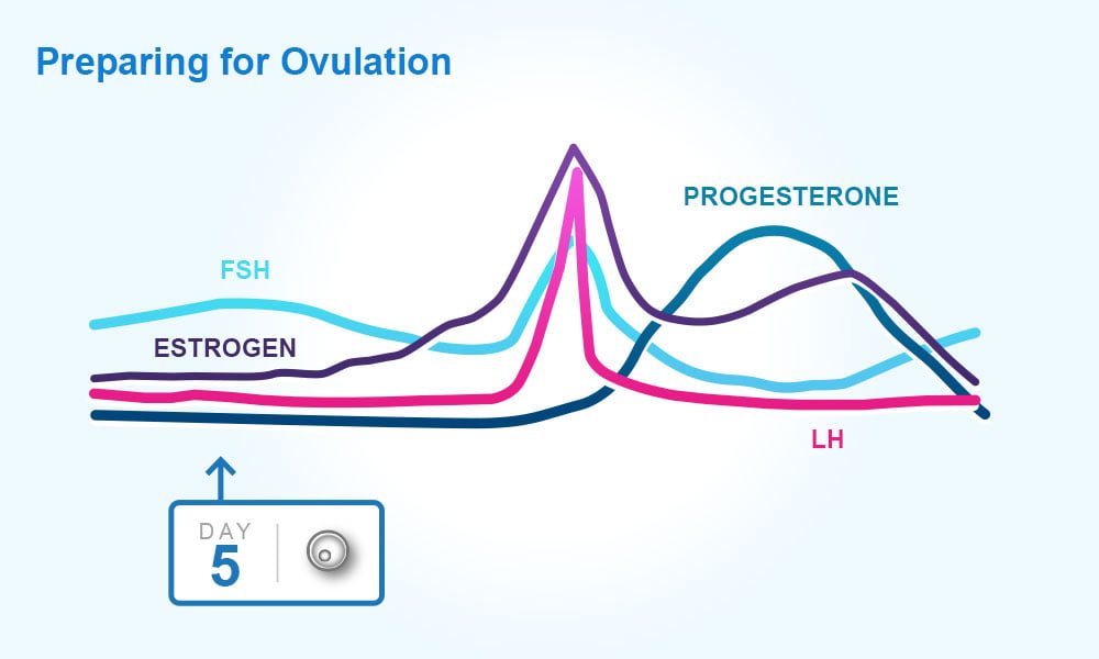 Menstrual cycle : preparing for ovulation