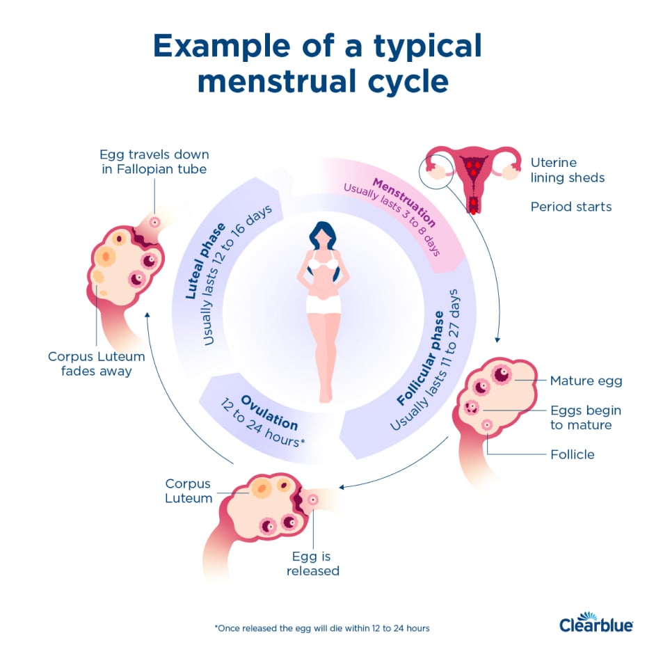 Illustration about the different phases of a menstrual cycle, including the luteal phase