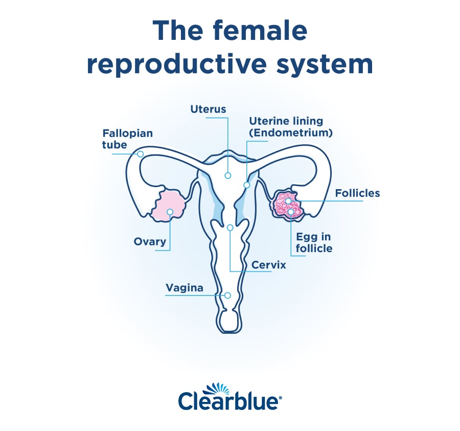 What is ovulation