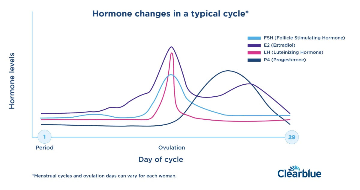 When Are You Most Fertile?