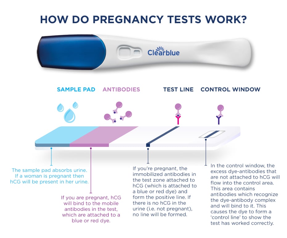 A Clearblue digital pregnancy test accompanied by an illustration showing the cross section of the test to show how a pregnancy test works