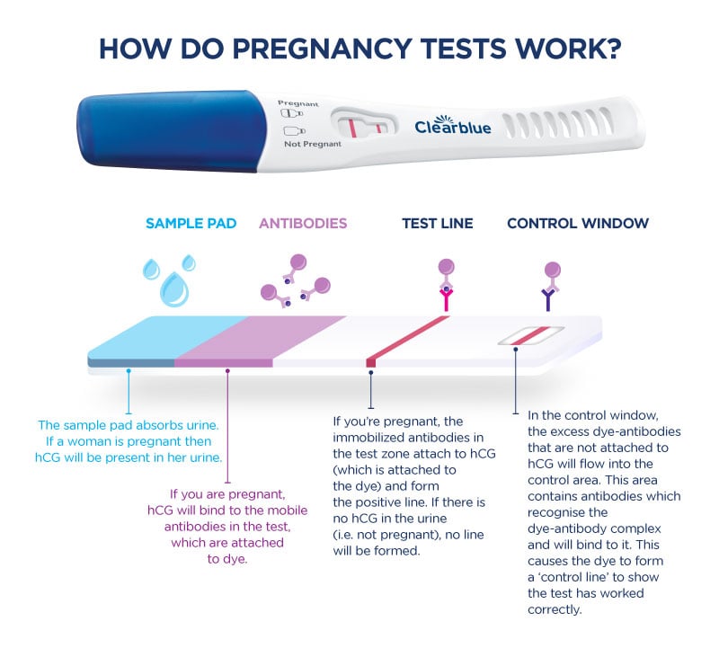 How do pregnancy tests work