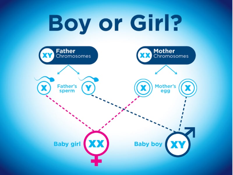 Boy or girl illustration
