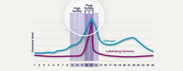 How to Compare Your Fertility Charting to a Typical Ovulation