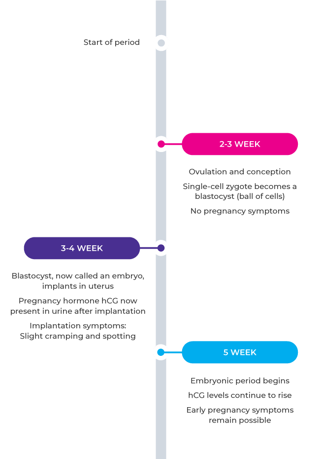 early pregnancy symptoms timeline